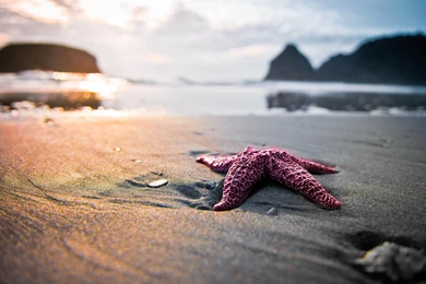 Starfish On The Sand Wallpapers Iphone