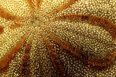 Download The Starfish Feelers Wallpaper, Starfish Feelers iPhone ...