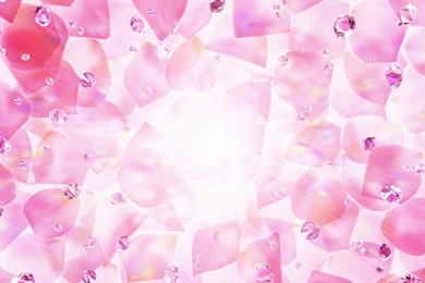 HD Pink Rose Petals Wallpapers