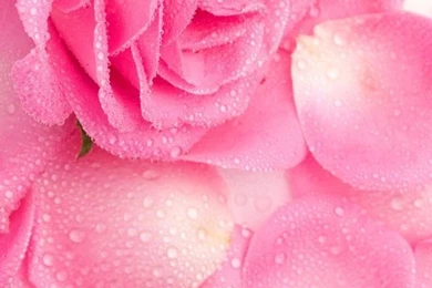 Pink, Rose, Petals, Flowers, Art, Backgrounds, Iphone, Smart Phone ...