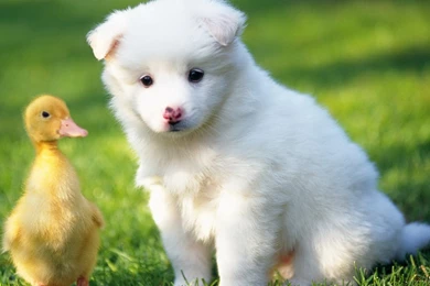 Pet Animals HD Wallpapers