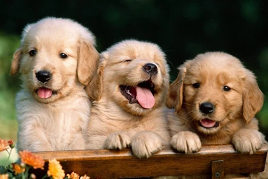 Cute Dog Wallpapers.jpg