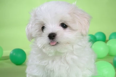 Animal Cute Dog Animals Dogs Hd Desktop Wallpaper. Cute Animal ...