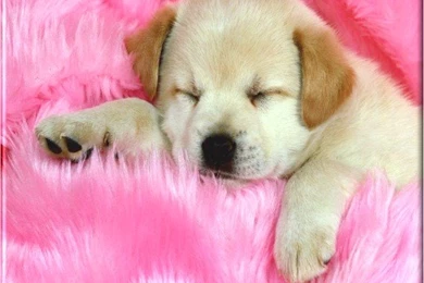 After Suggestions For Medium To Large Sized Dogs I Have A Small ...