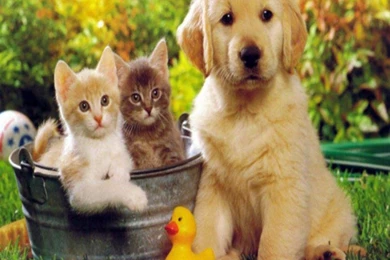 Cute Dog And Cat Wallpapers Animal Wallpapers 2403 Ilikewalls Com ...