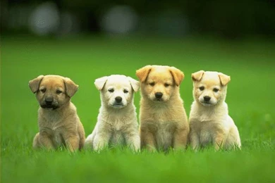 Cute, And, Funny, Puppies, Small, Dog, Animals, Dogs, Widescreen ...
