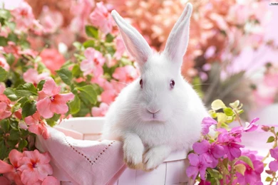 Magazine Wallpaper: Bunny Rabbits Wallpapers Easter Cute Pets