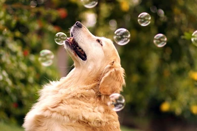 1920x1200 Dog Soap Bubbles Wallpapers