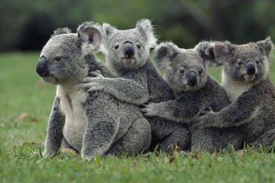 Download Wallpapers 3840x2400 Koalas, Grass, Sit, Family Ultra HD ...