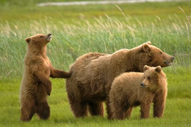 Beautiful Bear And Family Wallpapers Desktop Wallpapers