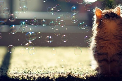 Cat_Soap_Bubble Animal_World_Wallpaper_1366x768.jpg