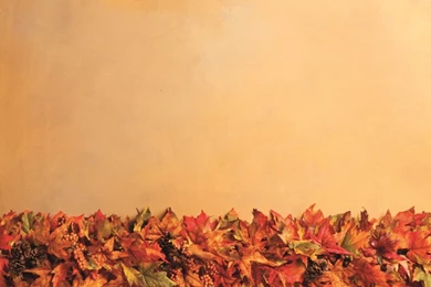 Link2ICT Newsletter   Autumn Edition