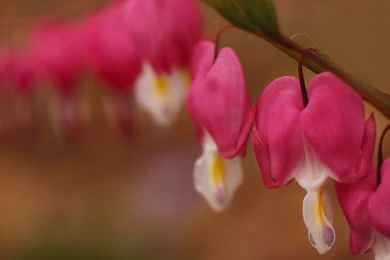 Bleeding Heart Wallpapers HD