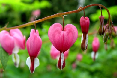 HD Bleeding Heart Wallpapers