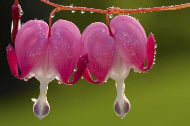 Download Free Dew Drops On Bleeding Heart Flowers
