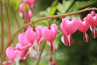 HD Bleeding Heart Wallpapers