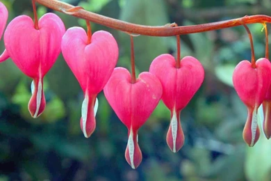 Bleeding Heart Flower Part 2