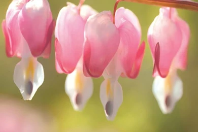 Bleeding Heart Flowers Wallpapers (1920+1600 ) 6   Wallcoo.net