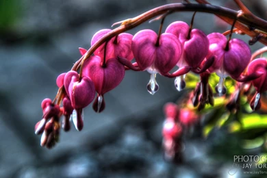 Bleeding Heart 9 18 2014 Wallpaper Backgrounds
