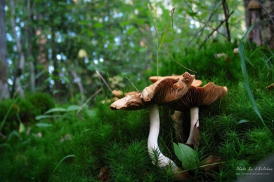 23 Lush Green Forest Wallpapers