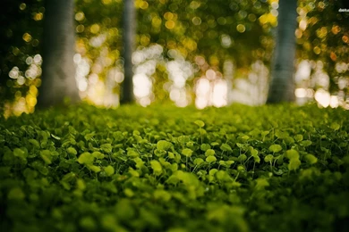 Small Green Forest Plants Wallpapers Nature Wallpapers