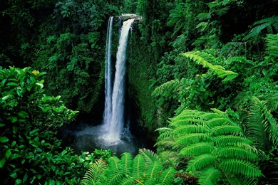 Forest With Waterfalls HD Wallpapers – Green Forest With ...