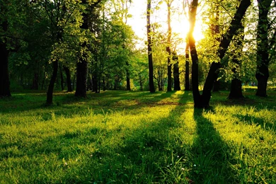 Sunrise Beyond The Green Forest Wallpapers   Nature Wallpapers