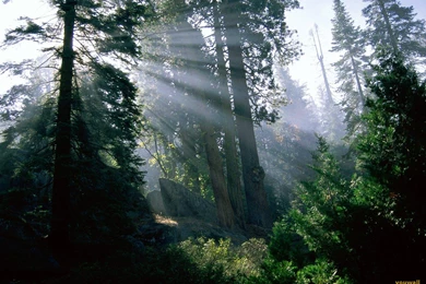 YouWall   Green Forest Wallpapers   Wallpaper,wallpapers,free ...