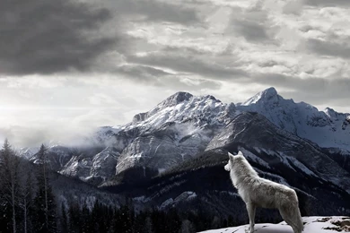 1280x720 Mountains Gray Wolf Wallpapers