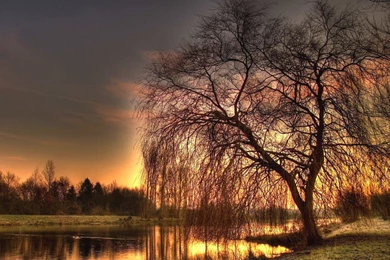 Willow Tree, 2560x1600 HD Wallpapers And FREE Stock Photo