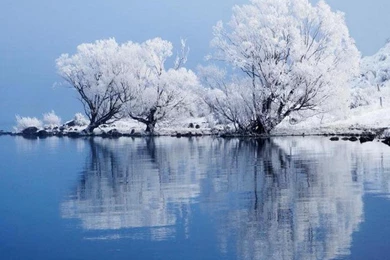 FROSTED WILLOW TREE WALLPAPER   (