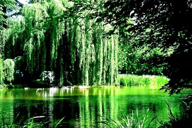 Willow Tree Contest **WINNERS** By Trees With character On DeviantArt