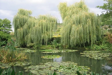 Willow Trees