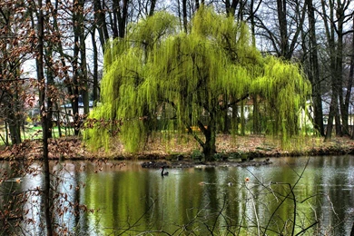 Weeping Pussy Willow Tree