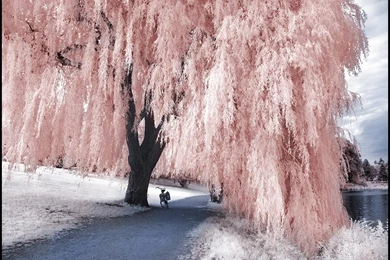 Willow Tree Infrared... By MichiLauke On DeviantArt