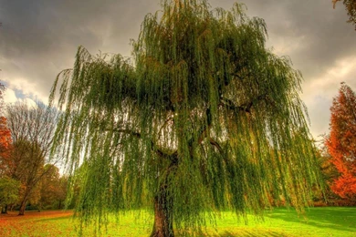Weeping Willow Tree Viewing Gallery
