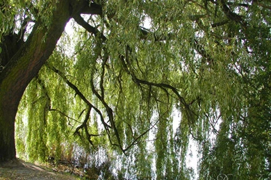 Willow Tree   Summer By Jui On DeviantArt