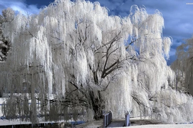 Snowy Weeping Willow Wallpapers
