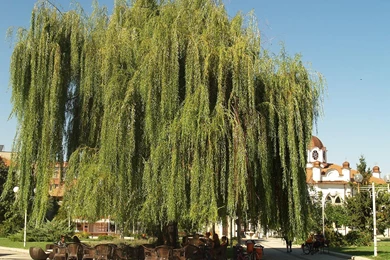 Weeping Willow Tree Water