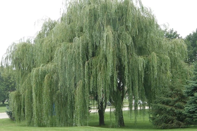 709212 Chobits Wallpapers