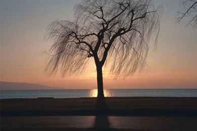 Willow Tree: Pictures, Images, Photos Of Willows