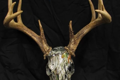 Warthog Dipped Skull, Opinions Wanted