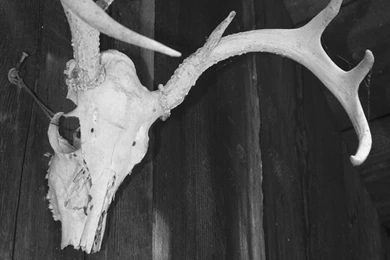 Jestingstock.com Deer Skull Wallpapers