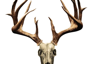 Jestingstock.com Deer Skull Image