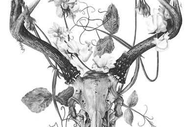 Skallar Och Skelett On Pinterest