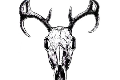 Deer Skull   Inkwear