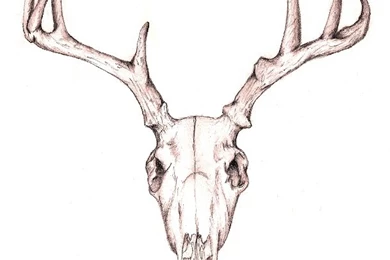 Jestingstock.com Deer Skull Image