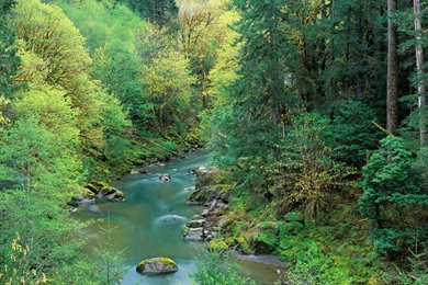 Wallpapers Forest Description Spring In Siskiyou National Oregon ...
