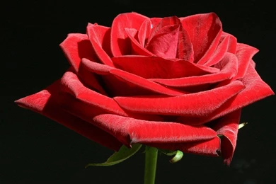Desktop Wallpapers » Flowers Backgrounds » Pure Red Rose » Www ...