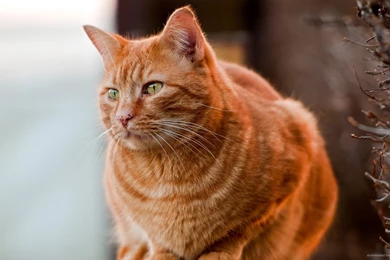 Download 1920x1080 Pure Red Cat Wallpapers